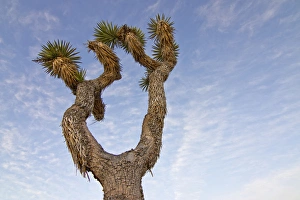 Images Dated 13th March 2012: USA, California, Joshua Tree National Park. Joshua tree, a yucca that grows as a tree