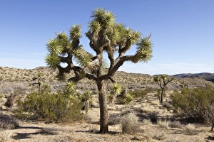 Images Dated 13th March 2012: USA, California, Joshua Tree National Park. Joshua tree, a yucca that grows as a tree