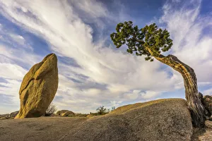 Images Dated 30th November 2018: USA, California, Joshua Tree National Park
