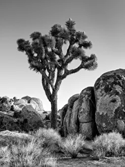 USA, California, Joshua Tree National Park, Joshua tree lit by early morning sun