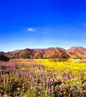Images Dated 3rd September 2009: USA, California, Joshua Tree National Park