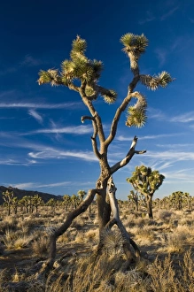 Images Dated 27th December 2008: USA, California, Joshua Tree National Park