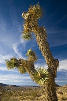 Images Dated 27th December 2008: USA, California, Joshua Tree National Park