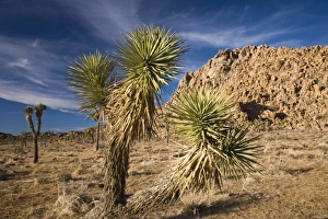 Images Dated 27th December 2008: USA, California, Joshua Tree National Park
