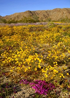 USA, California, Joshua Tree National Park