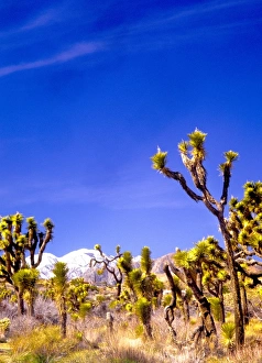 Images Dated 3rd September 2009: USA, California, Joshua Tree National Park