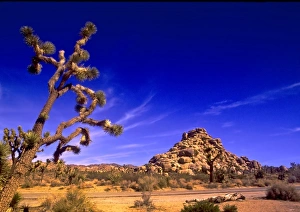Images Dated 3rd September 2009: USA, California, Joshua Tree National Park