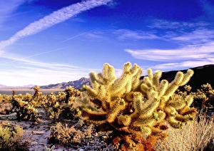 Images Dated 3rd September 2009: USA, California, Joshua Tree National Park