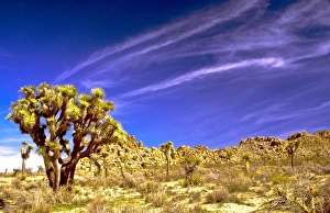 USA, California, Joshua Tree National Park