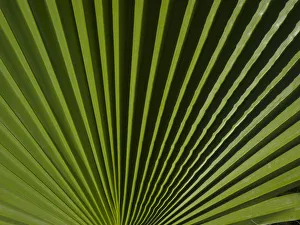 Strip Prints: Usa, California, Joshua Tree. Travelers Palm with black and green radial stripes