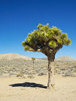 Prints of USA, California. Joshua Trees Images Dated 2019 May: USA, California. Joshua Trees