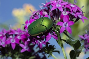 Images Dated 3rd September 2016: USA, California. June bug on flower. Credit as: Christopher Talbot Frank / Jaynes