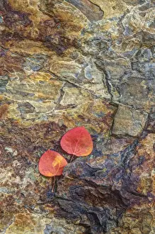 Ledge Prints: USA, California, June Lake. Aspen leaves on rocky ledge