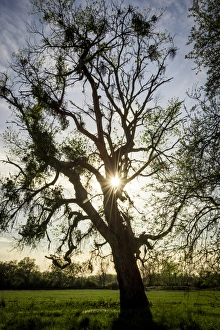 USA: California, Knights Landing, Fremont Weir Wildlife Area on the Sacramento River