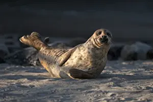 Images Dated 1st June 2015: USA, California, La Jolla. Adult harbor seal on beach