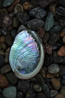 Abalone Prints: USA, California, La Jolla. Baby abalone shell on cobblestone beach