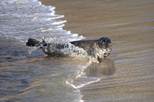 Images Dated 1st June 2015: USA, California, La Jolla. Baby harbor seal on beach