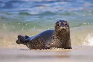 Images Dated 17th June 2011: USA, California, La Jolla. Baby harbor seal in beach water