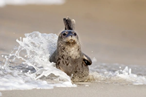 Images Dated 9th July 2015: USA, California, La Jolla. Baby harbor seal on sand