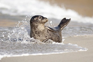 La Jolla Prints: USA, California, La Jolla. Baby harbor seal on sand