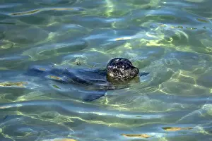 Images Dated 1st June 2015: USA, California, La Jolla. Baby harbor seal swimming