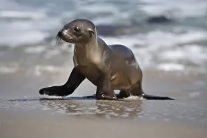 Images Dated 9th March 2016: USA, California, La Jolla. Baby sea lion on beach