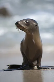 Images Dated 9th March 2016: USA, California, La Jolla. Baby sea lion on beach