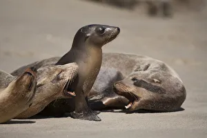 Images Dated 9th March 2016: USA, California, La Jolla. Baby sea lion with juveniles on beach