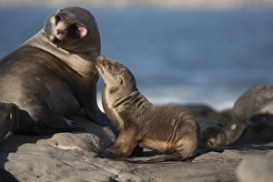 Parent Prints: USA, California, La Jolla. Baby sea lion with parent
