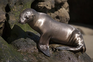Sea Lion Prints: USA, California, La Jolla. Baby sea lion on rock