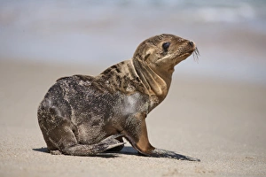 Images Dated 13th March 2016: USA, California, La Jolla. Baby sea lion on sand