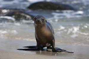 Images Dated 9th March 2016: USA, California, La Jolla. Baby sea lion on sand