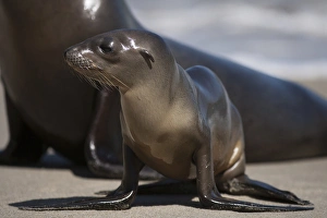 Images Dated 9th March 2016: USA, California, La Jolla. Baby sea lion on sand