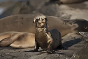 Christopher Talbot Frank Prints: USA, California, La Jolla. Baby sea lion on sand