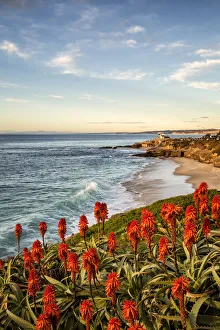 Succulent Prints: USA, California, La Jolla. Blooming aloe and Wipeout Beach