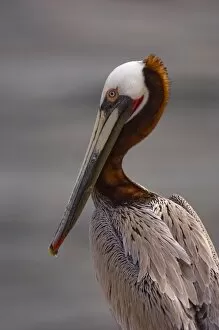 Images Dated 5th March 2006: USA, California, La Jolla, Brown Pelican
