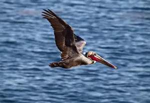 Images Dated 17th January 2011: USA, California, La Jolla, Brown pelican with breeding plummage near La Jolla Cove