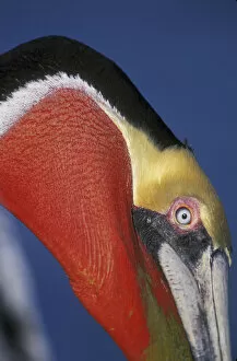 USA, California, La Jolla. Brown pelican in bright breeding plumage with red bill pouch