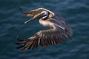 Images Dated 7th July 2011: USA, California, La Jolla. Brown pelican flying over ocean