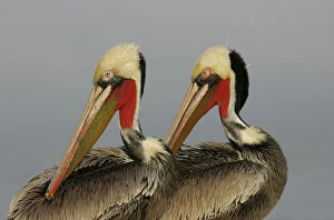 USA, California, La Jolla. Two brown pelicans preening in rhythm