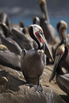 Images Dated 9th March 2016: USA, California, La Jolla. Brown pelicans on beach