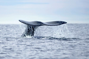 Whale Prints: USA, California, La Jolla. Gray whale tail in dive