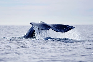 Whale Prints: USA, California, La Jolla. Gray whales tail out of water