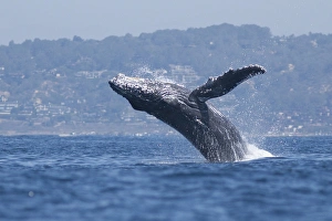 Images Dated 20th September 2015: USA, California, La Jolla. Humpback whale breaching