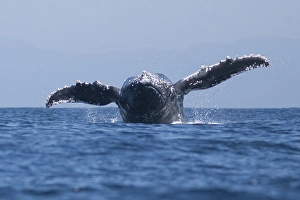 Images Dated 20th September 2015: USA, California, La Jolla. Humpback whale breaching