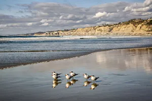 Shorebird Prints: USA, California, La Jolla. Royal terns and Scripps Pier at La Jolla Shores
