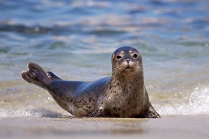 Images Dated 17th June 2011: USA, California, La Jolla, San Diego, A seal on a beach along the Pacific Coast
