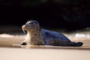 Images Dated 17th June 2011: USA, California, La Jolla, San Diego, A seal on a beach along the Pacific Coast