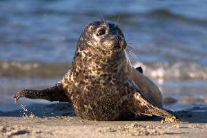 Images Dated 30th June 2011: USA; California; La Jolla; San Diego; A baby seal coming ashore in Children s