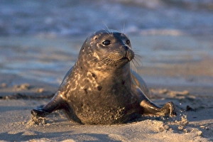 Images Dated 30th June 2011: USA; California; La Jolla; San Diego; A baby seal coming ashore in Children s